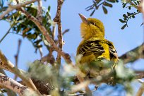 Lesser Masked Weavers (Tisserin intermédiaire) Twyfelfontein et Huad River - Damaraland - Namibie