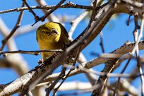 Lesser Masked Weavers (Tisserin intermédiaire) Twyfelfontein et Huad River - Damaraland - Namibie