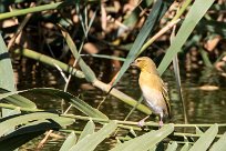 Lesser Masked Weavers (Tisserin intermédiaire) Twyfelfontein et Huad River - Damaraland - Namibie