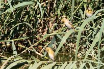 Lesser Masked Weavers (Tisserin intermédiaire) Twyfelfontein et Huad River - Damaraland - Namibie