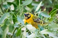 Lesser masked weaver (Tisserin intermédiaire) Namibie - Epupa Falls