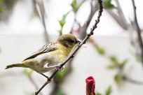 Lesser masked weaver (Tisserin intermédiaire) Lesser masked weaver (Tisserin intermédiaire)