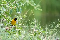 Lesser masked weaver (Tisserin intermédiaire) Lesser masked weaver (Tisserin intermédiaire)