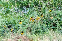 Lesser masked weaver (Tisserin intermédiaire) Lesser masked weaver (Tisserin intermédiaire)