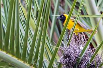 Lesser masked weaver (Tisserin intermédiaire) Lesser masked weaver (Tisserin intermédiaire)