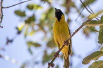 Lesser masked weaver (Tisserin intermédiaire) Lesser masked weaver (Tisserin intermédiaire)