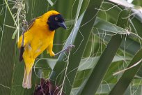 Lesser masked weaver (Tisserin intermédiaire) Daan Viljoen Game Park - Windhoek