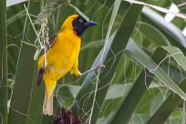 Lesser masked weaver (Tisserin intermédiaire) Daan Viljoen Game Park - Windhoek