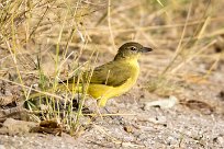 Yellow-billed Greenbul (Bulbul à poitrine jaune) Chobe River