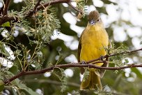 Yellow-billed Greenbul (Bulbul à poitrine jaune) Chobe River