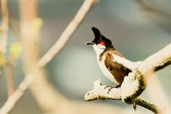 Bulbul orphée_7220 null