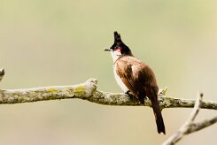 Bulbul orphée_7222 null
