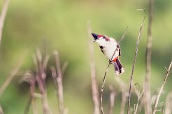 Bulbul orphée_7396 null