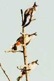Bulbul orphée_7517 null