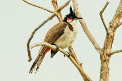 Bulbul orphée_7600 null