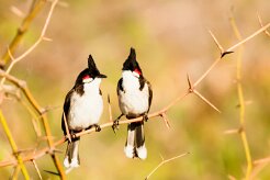 Bulbul orphée_7791 null