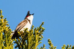 Bulbul orphée_8066 null