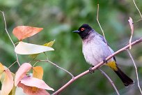 African Red-eyed Bulbul (Bulbul brunoir) Namibie - Epupa Falls