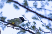 African Red-eyed Bulbul (Bulbul brunoir) Waterberg - Namibie