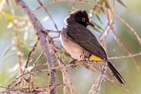 African Red-eyed Bulbul (Bulbul brunoir) Fish River Canyon