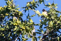 African Red-eyed Bulbul (Bulbul brunoir) Chief Island