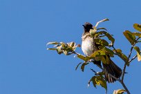 African Red-eyed Bulbul (Bulbul brunoir) African Red-eyed Bulbul (Bulbul brunoir)