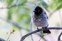 African red eyed bulbul (Bulbul brunoir) Twyfelfontein