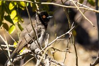 African red-eyed bulbul (Bulbul brunoir) Etendeka - Damaralnd - Namibie