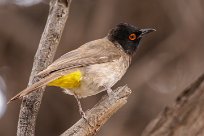 Redeyed bulbul (Bulbul brunoir) Homeb