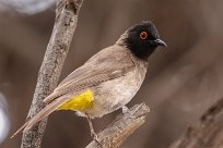 Redeyed bulbul (Bulbul brunoir) Homeb