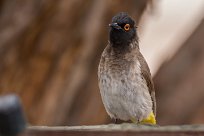 Redeyed bulbul (Bulbul brunoir) Homeb