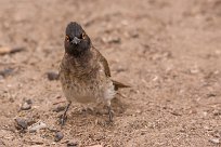 Redeyed bulbul (Bulbul brunoir) Homeb