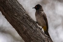 Redeyed bulbul (Bulbul brunoir) Homeb