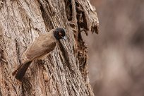 Redeyed bulbul (Bulbul brunoir) Homeb