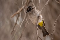 Redeyed bulbul (Bulbul brunoir) Homeb