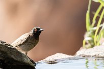 African red eyed bulbul (Bulbul brunoir) African red eyed bulbul (Bulbul brunoir)