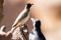 African red eyed bulbul (Bulbul brunoir) African red eyed bulbul (Bulbul brunoir)