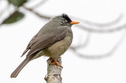 Bulbul de Bourbon La Réunion