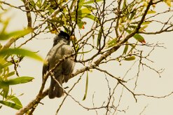 Bulbul de Bourbon_7736 null