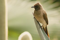 bulbul_des_jardins_02-2 null
