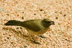 bulbul_des_jardins_05-2 null