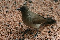 bulbul_des_jardins_08