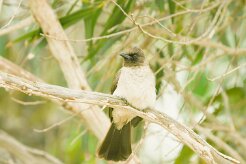 bulbul_des_jardins_09-2 null