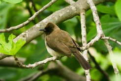 bulbul_des_jardins_11-2 null