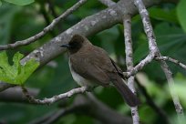 bulbul_des_jardins_11