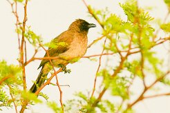 bulbul_des_jardins_13-2 null