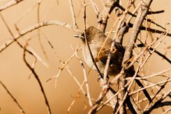 bulbul_des_jardins_14-2 null