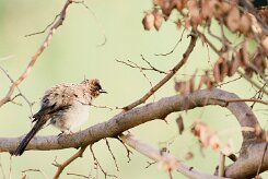 bulbul_des_jardins_16-2 null