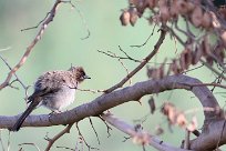 bulbul_des_jardins_16