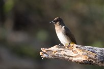 Dark-capped Bulbul (Bulbul tricolore) Chief Island